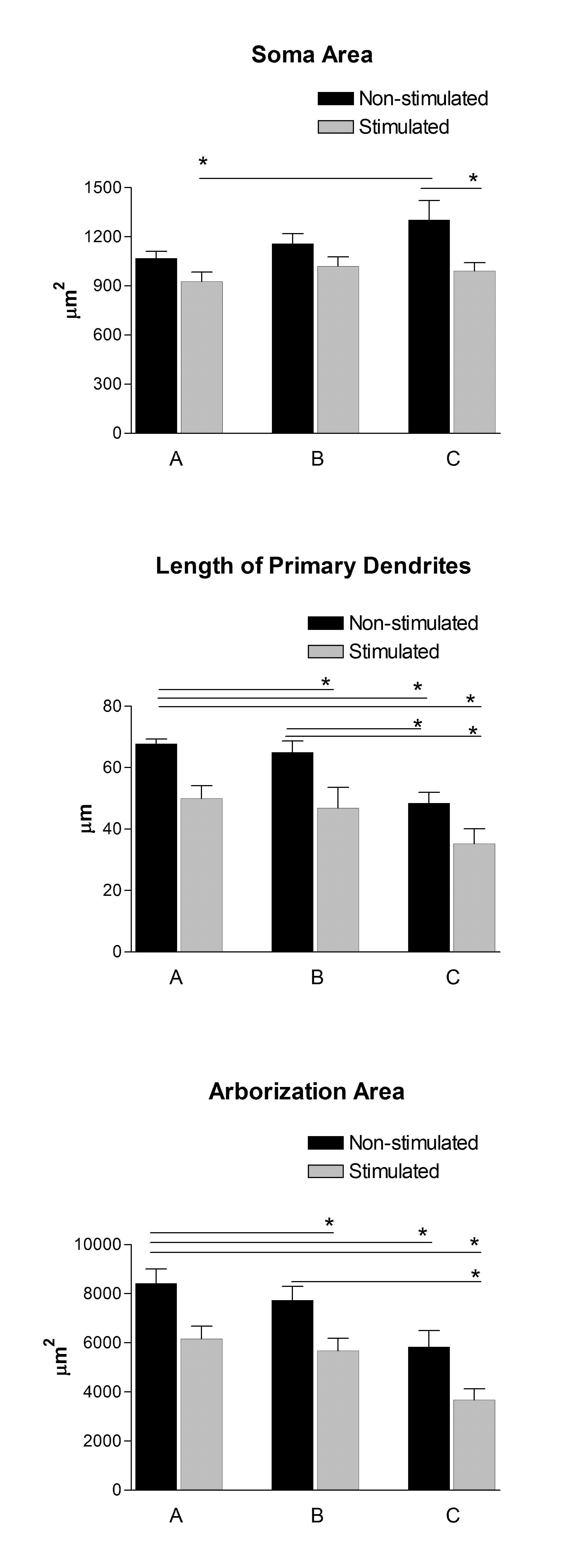 Morphometric features of Pubococcygeus